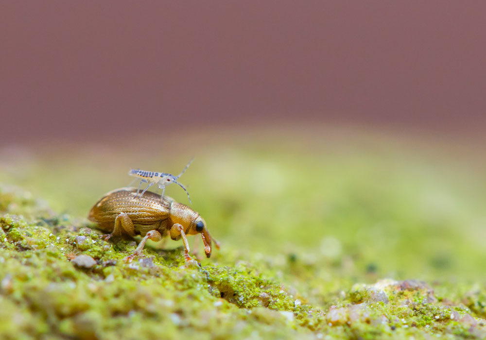 Rüsselkäfer mit Beifahrer