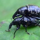 Rüsselkäfer ohne Nachwuchssorgen 