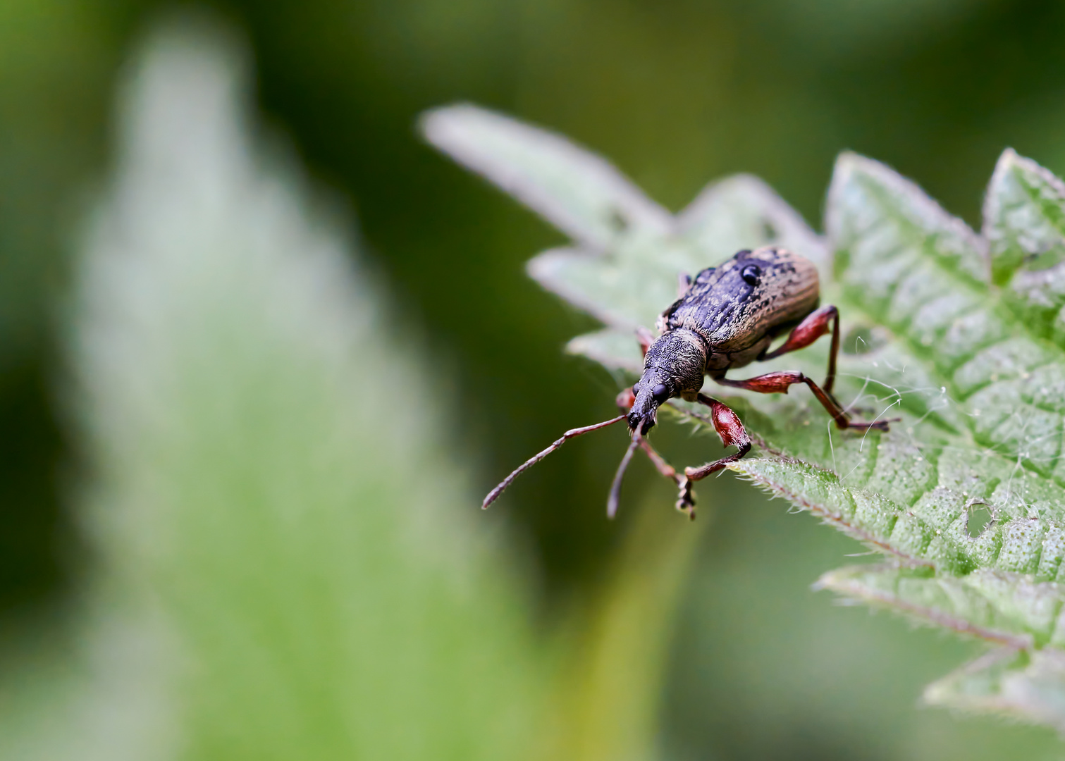 Rüsselkäfer (Otiorhynchus geniculatus)