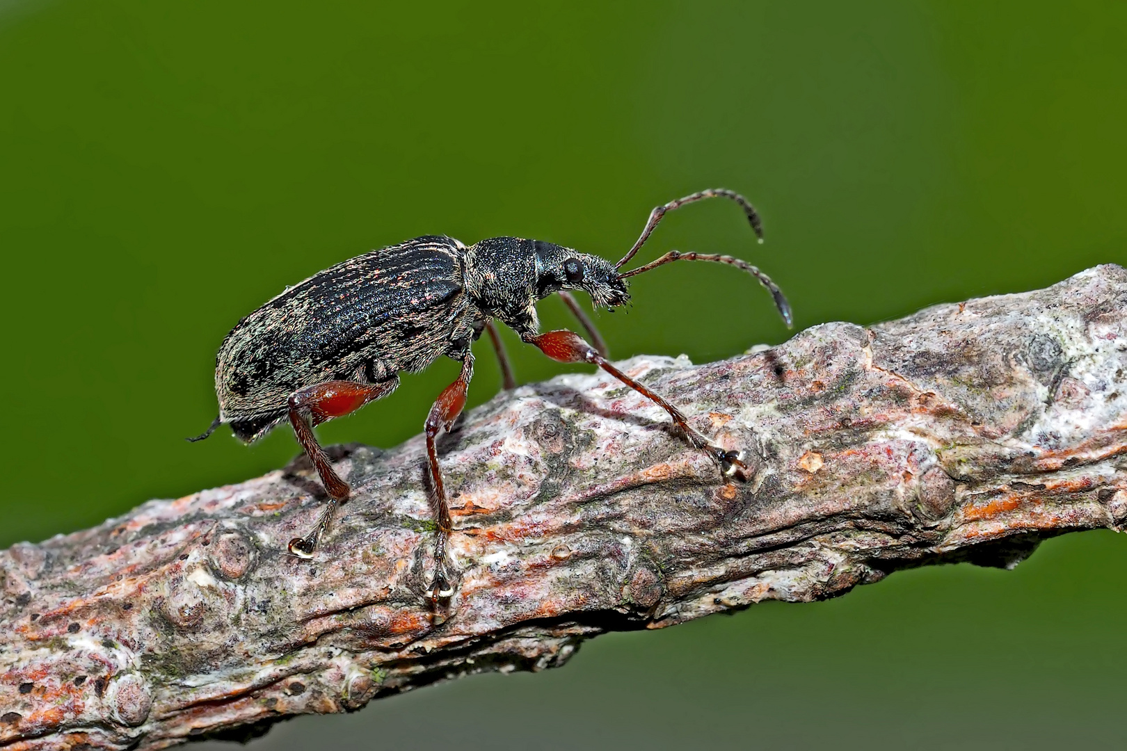 Rüsselkäfer (Phyllobius calcaratus, Curculionidae) * - Coléoptère: Curculionoidea.