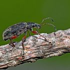 Rüsselkäfer (Phyllobius calcaratus, Curculionidae) * - Coléoptère: Curculionoidea.