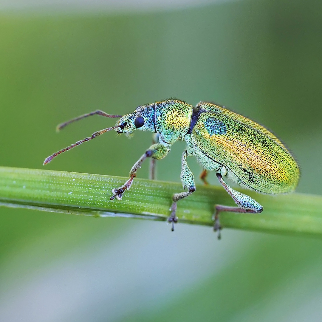 Rüsselkäfer (Phyllobius maculicornis ?)