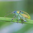 Rüsselkäfer (Phyllobius maculicornis ?)