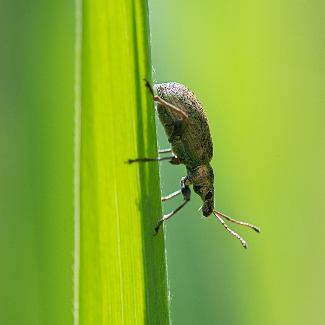 Rüsselkäfer - Phyllobius pyri