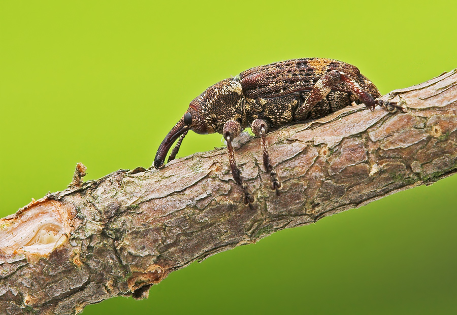 Rüsselkäfer Pissodes notatus