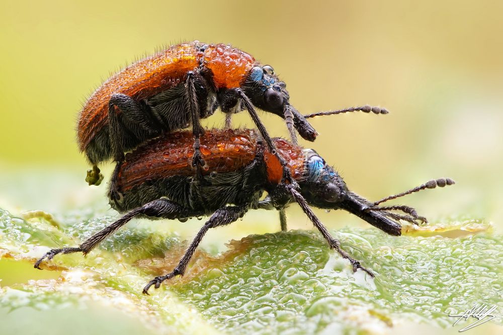 Rüsselkäfer vor oder nach der Paarung