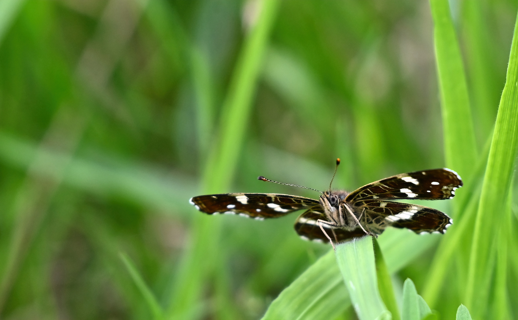 Rüsseltierchen