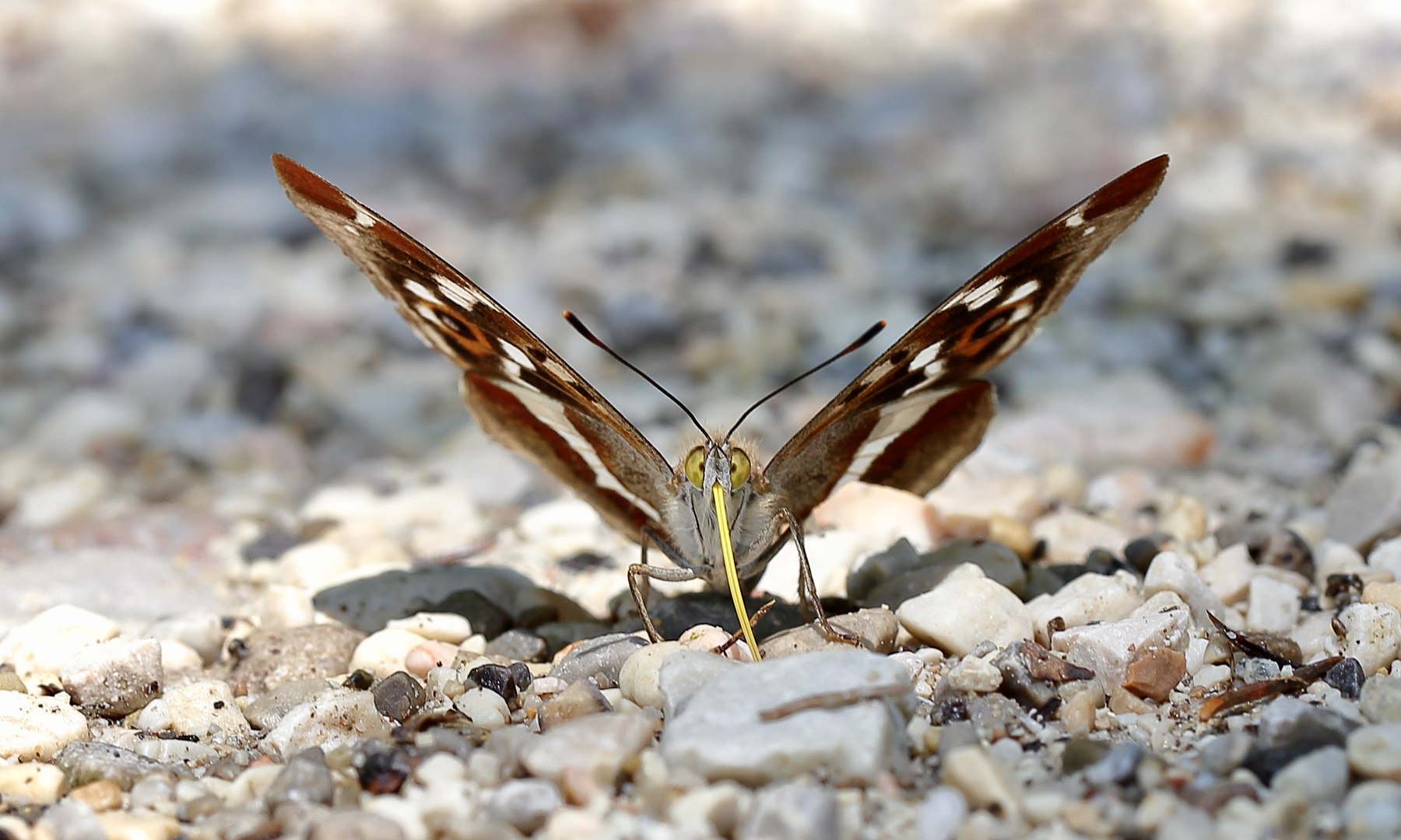 Rüsseltierchen mit Silberblick