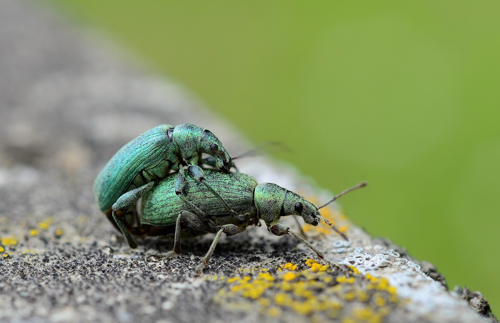 Rüsseltiere in Love...