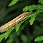 Rüsselzünsler, Catoptria margaritella