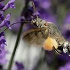 Rüssle ausgefahren zum Nektar tanken