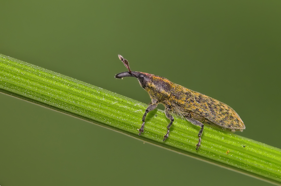 Rüssler Lixus filiformis