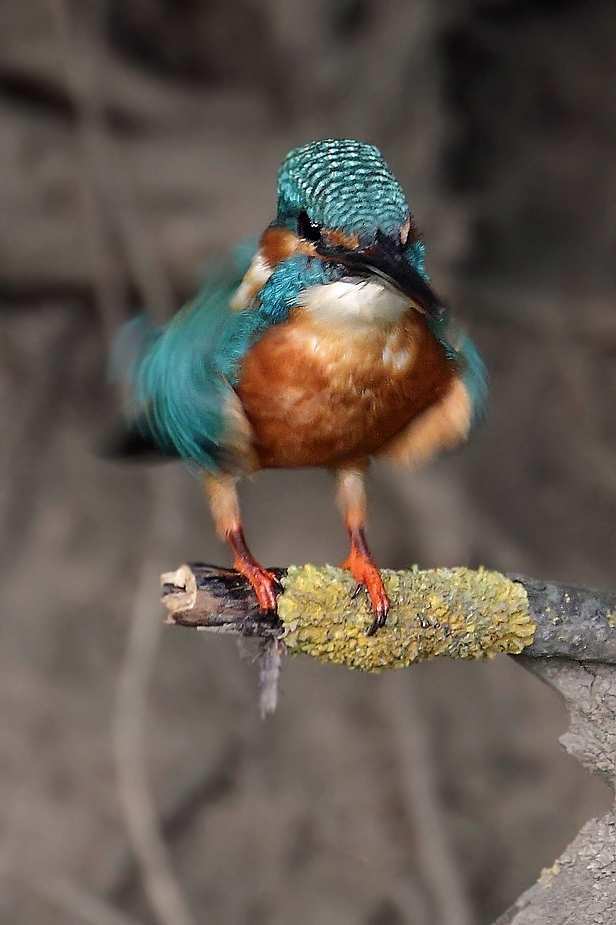 "Rüttel di Schüttel" - oder der Eisvogel - Shake