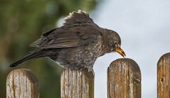 "Rüttel .... die Schüttel"