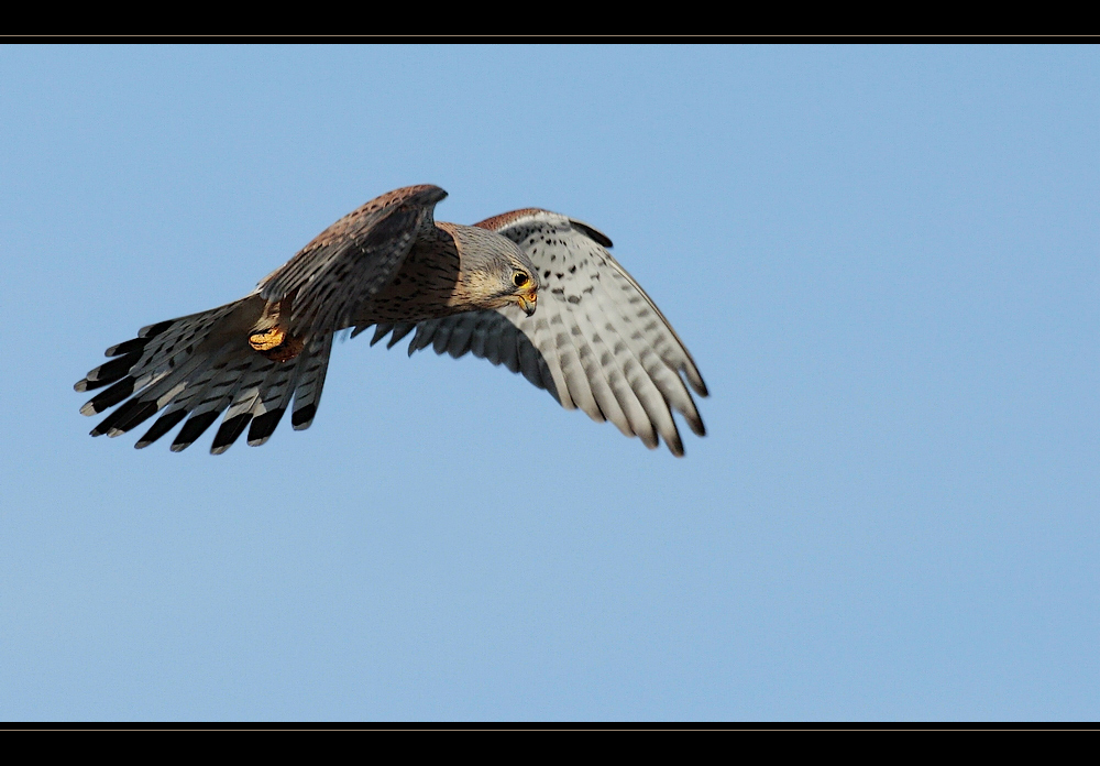 Rüttelfalke