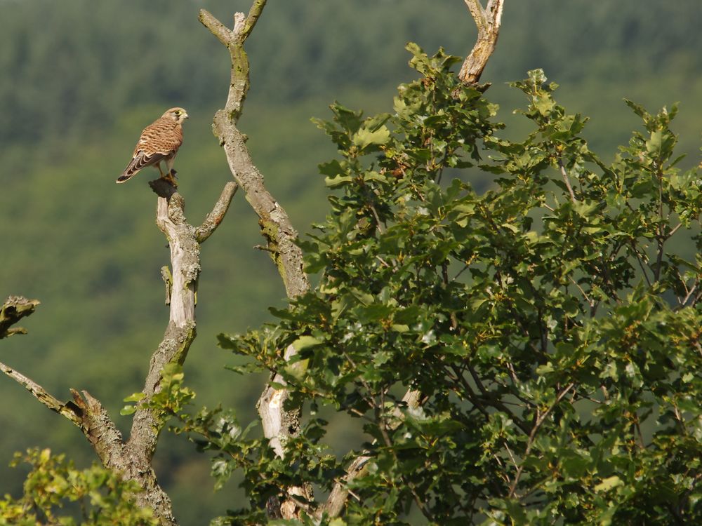 Rüttelfalke