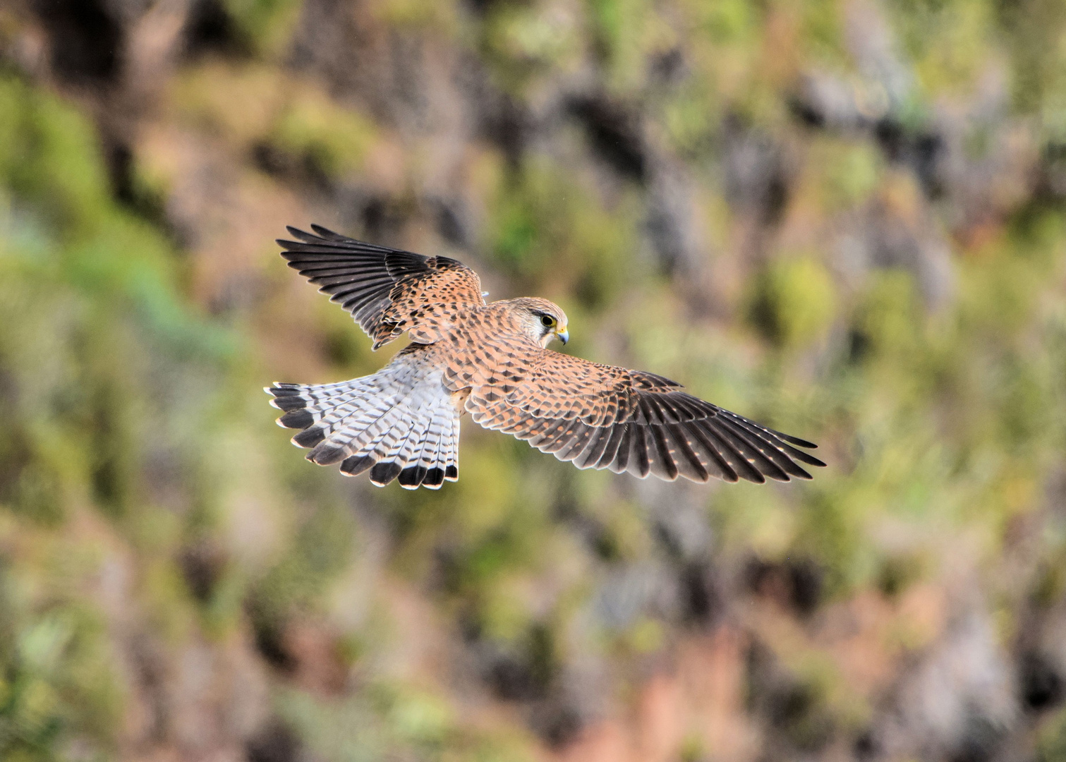 Rüttelfalke bei Cabo Girao/Madeira