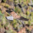 Rüttelfalke bei Cabo Girao/Madeira