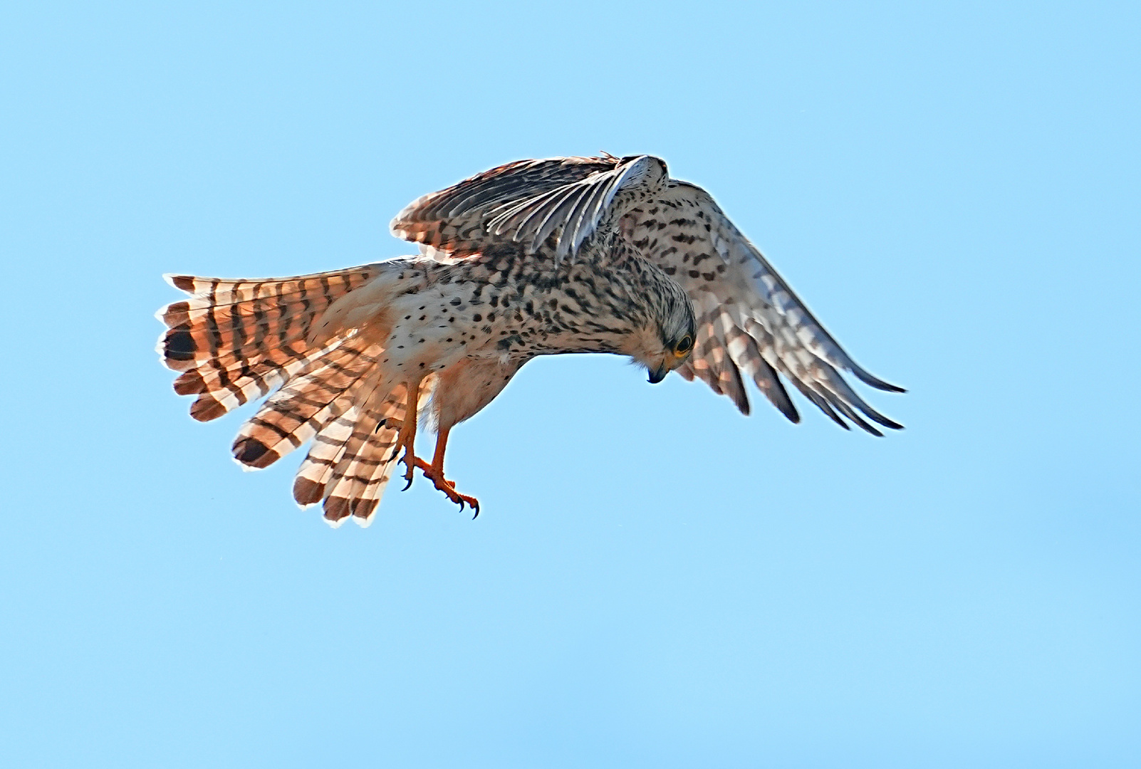 Rüttelfalke (Falco tinnunculus)