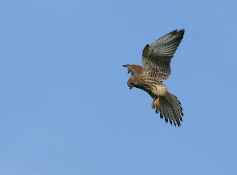 Rüttelflug