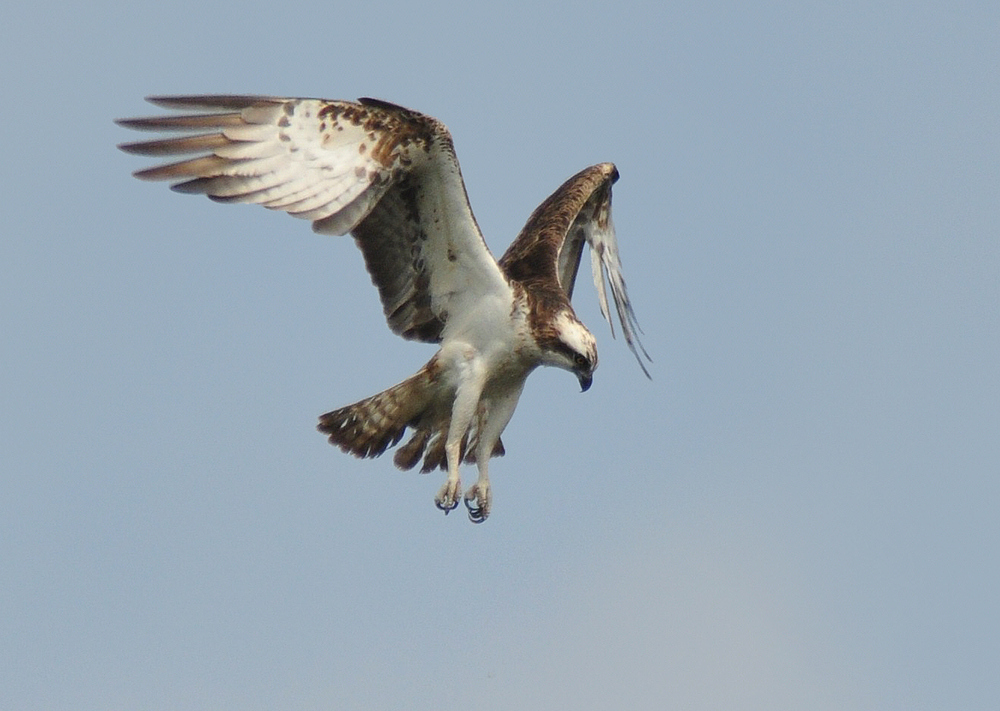 Rüttelflug