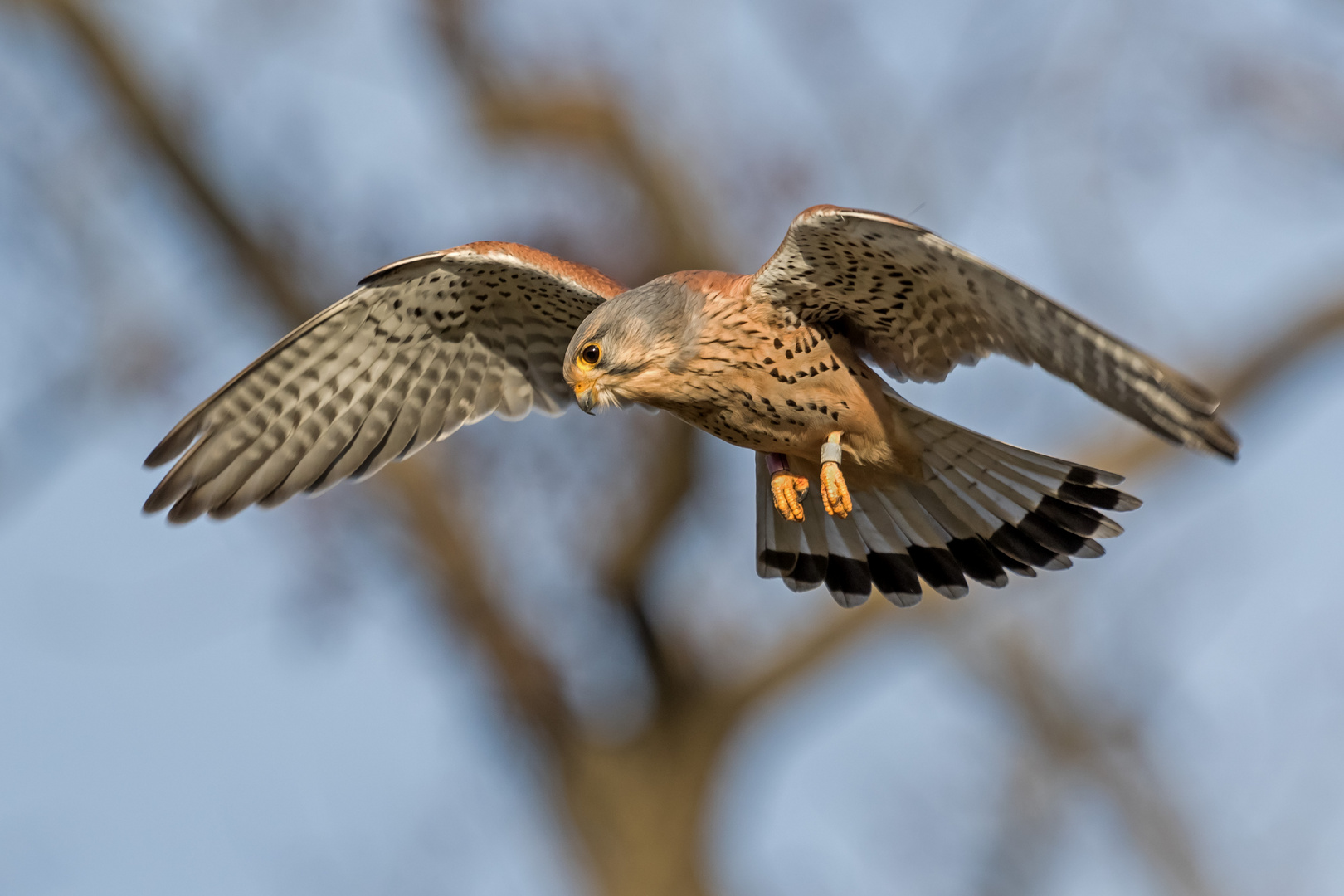 Rüttelflug