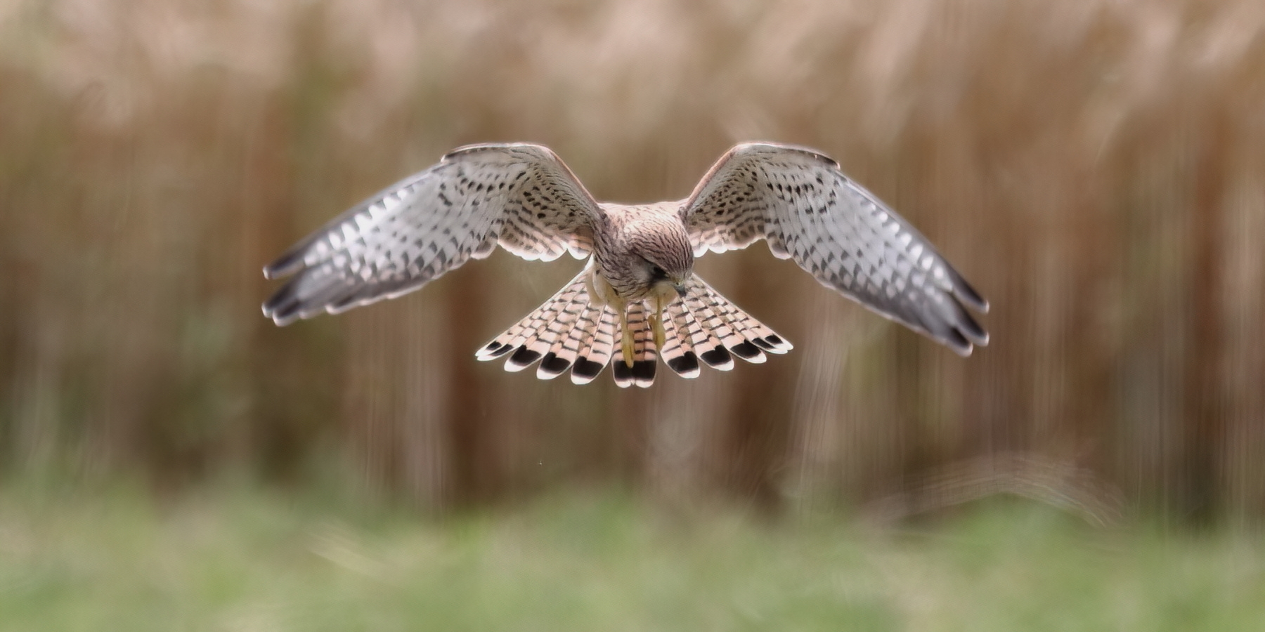 Rüttelflug 