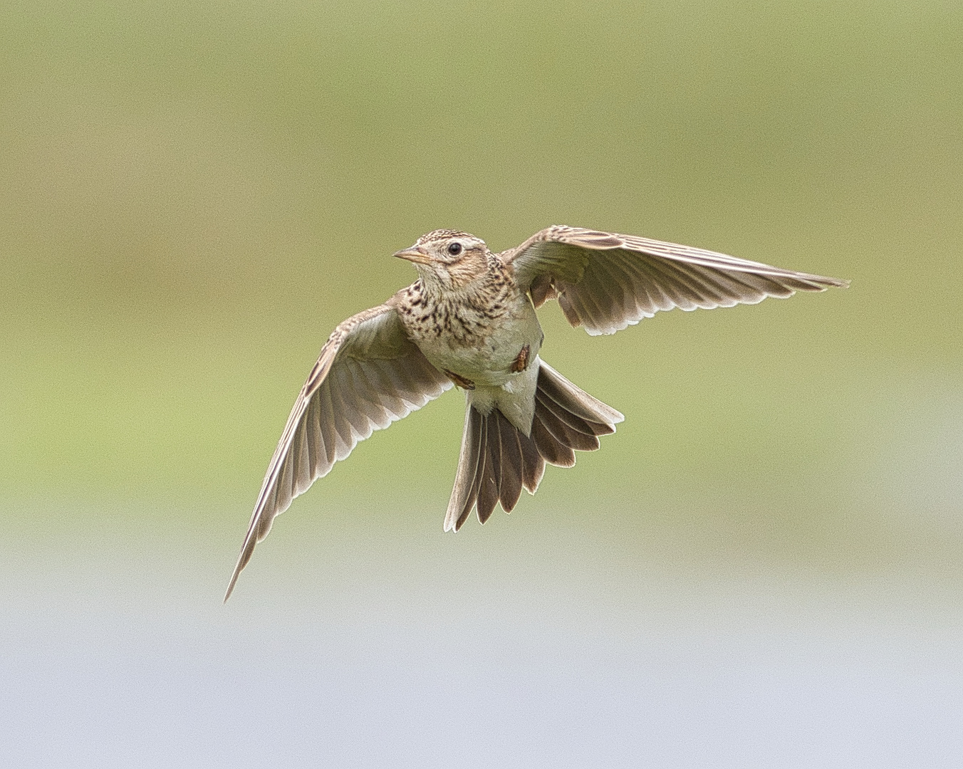 Rüttelflug