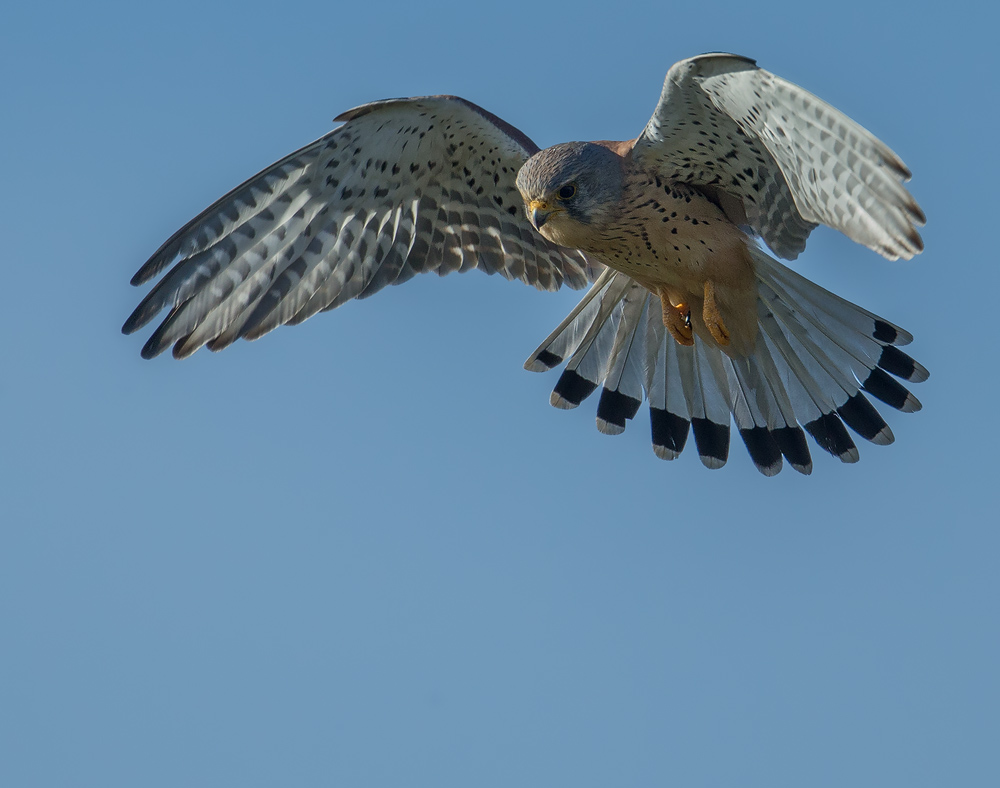 Rüttelflug