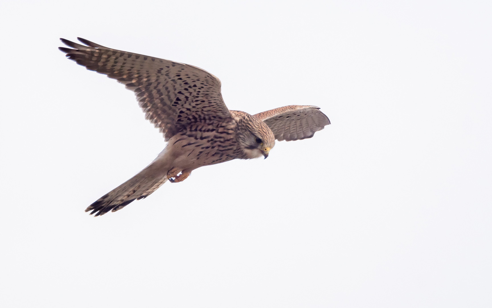 Rüttelflug am Rheindeich