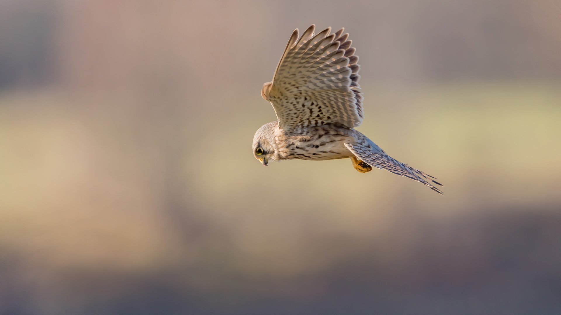 Rüttelflug auf Augenhöhe