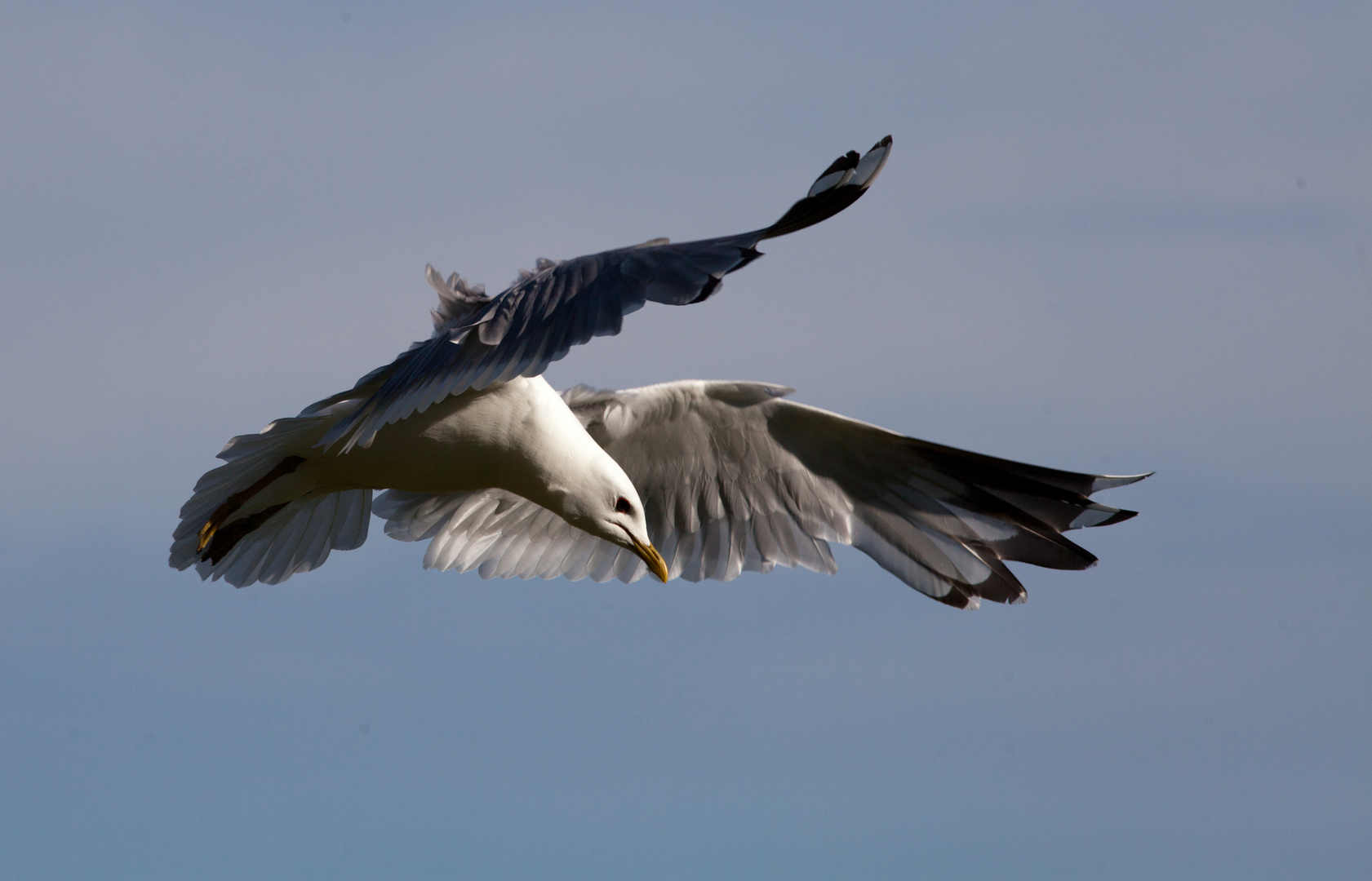 Rüttelflug