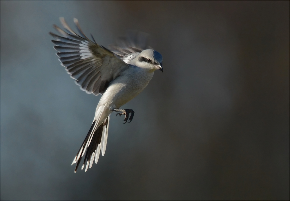 Rüttelflug