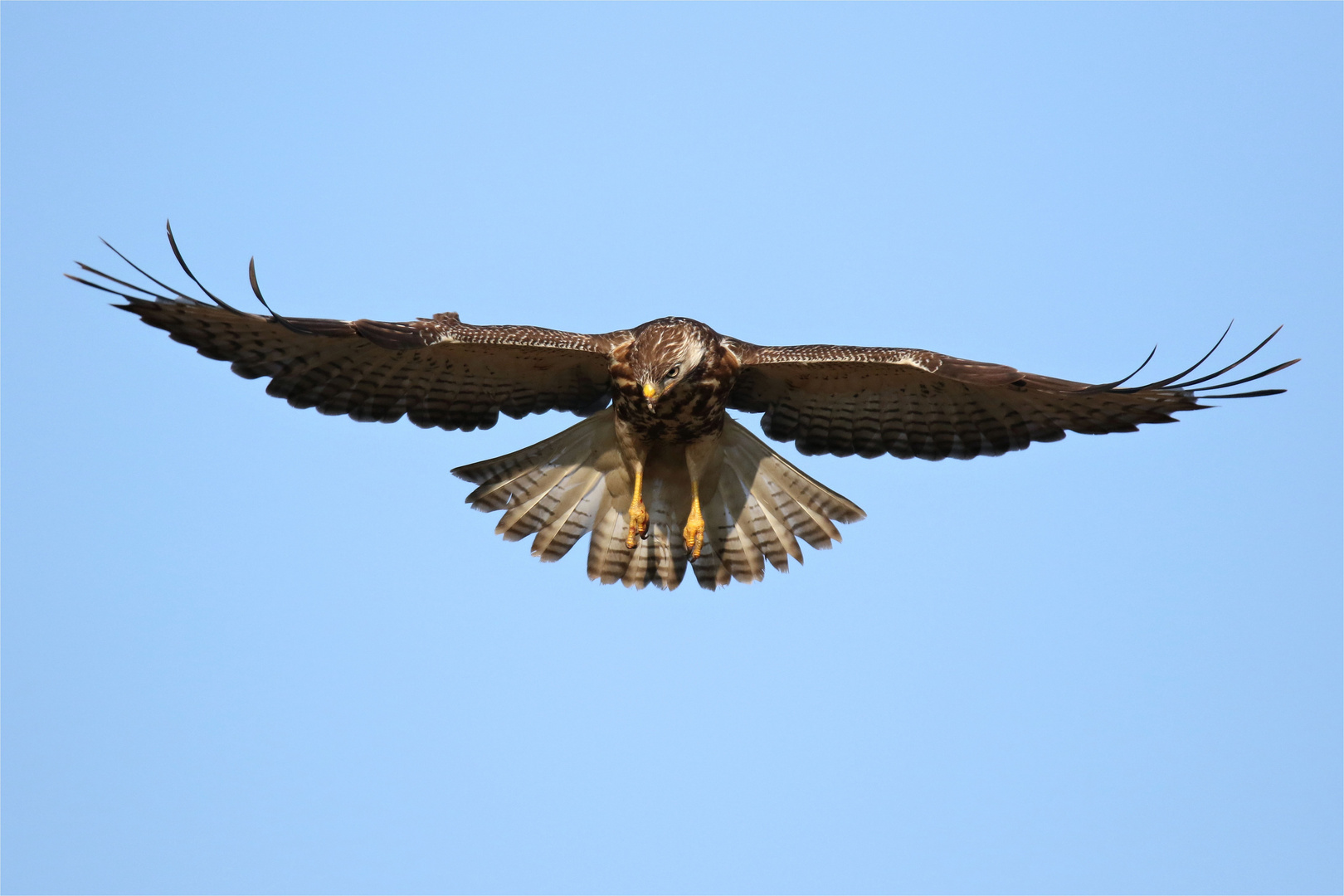 Rüttelflug - Buto buteo - hochkonzentriert