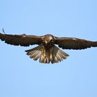 Rüttelflug - Buto buteo - hochkonzentriert