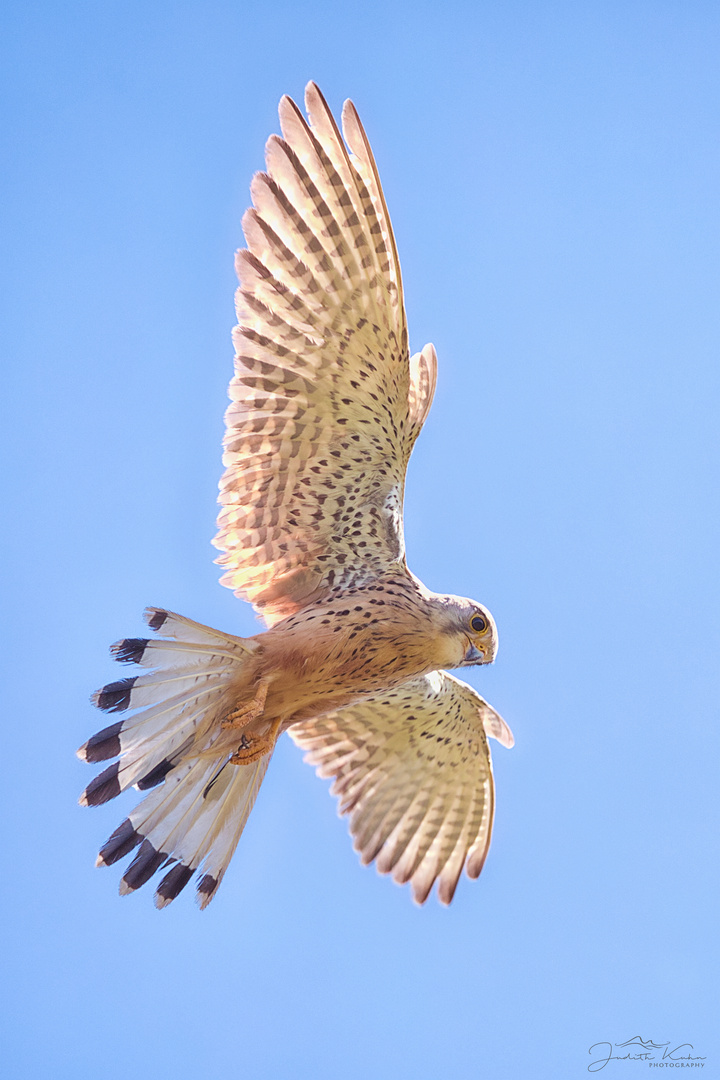 Rüttelflug