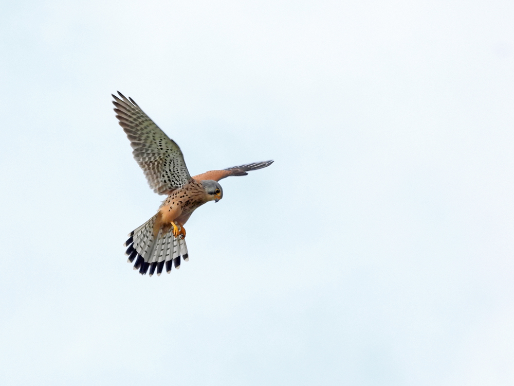 Rüttelflug