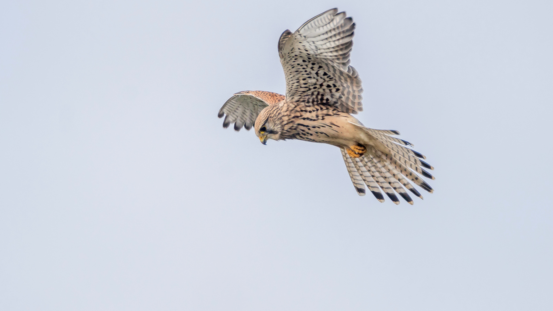 Rüttelflug der Falkendame 