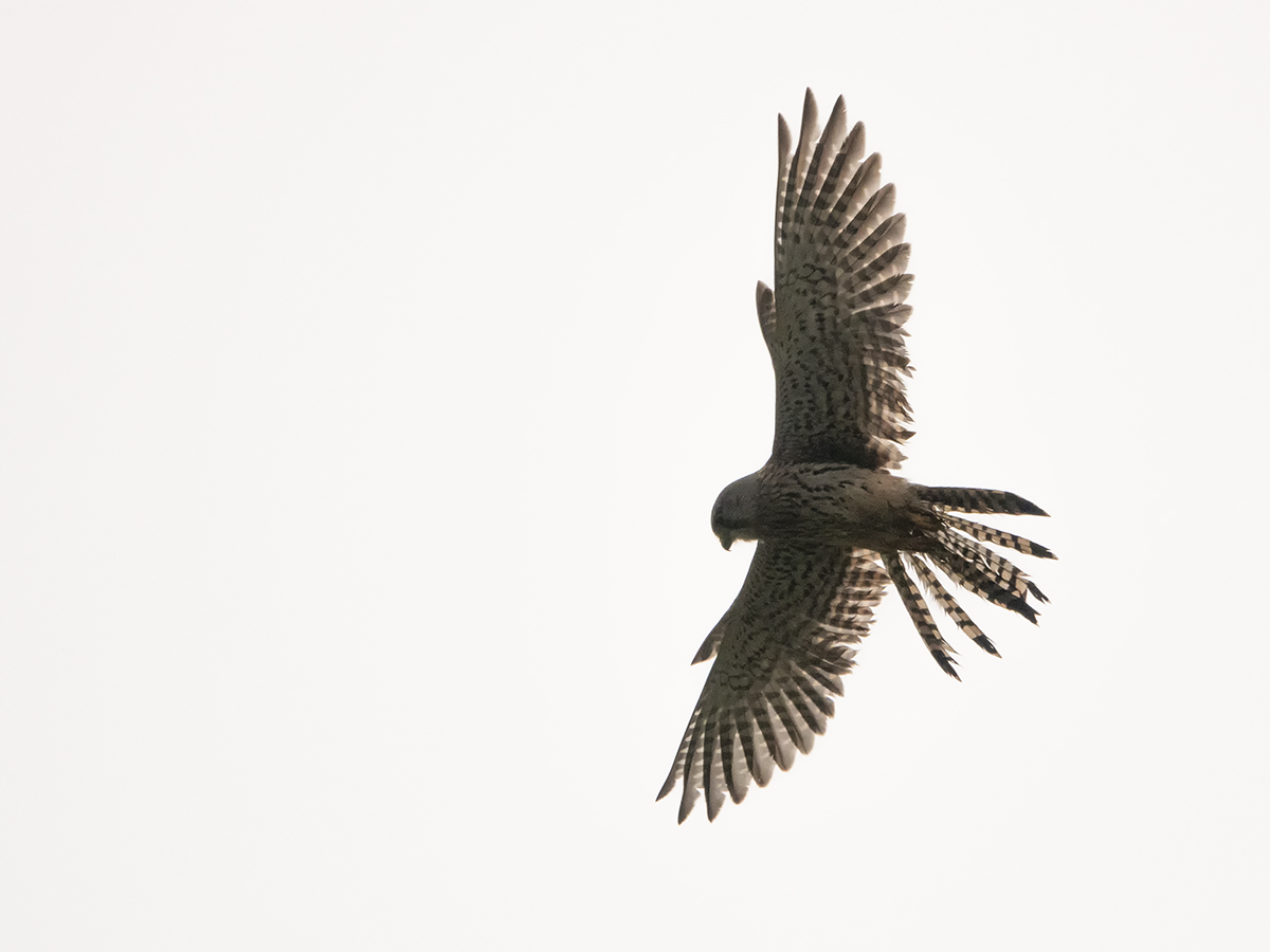 Rüttelflug des Turmfalken