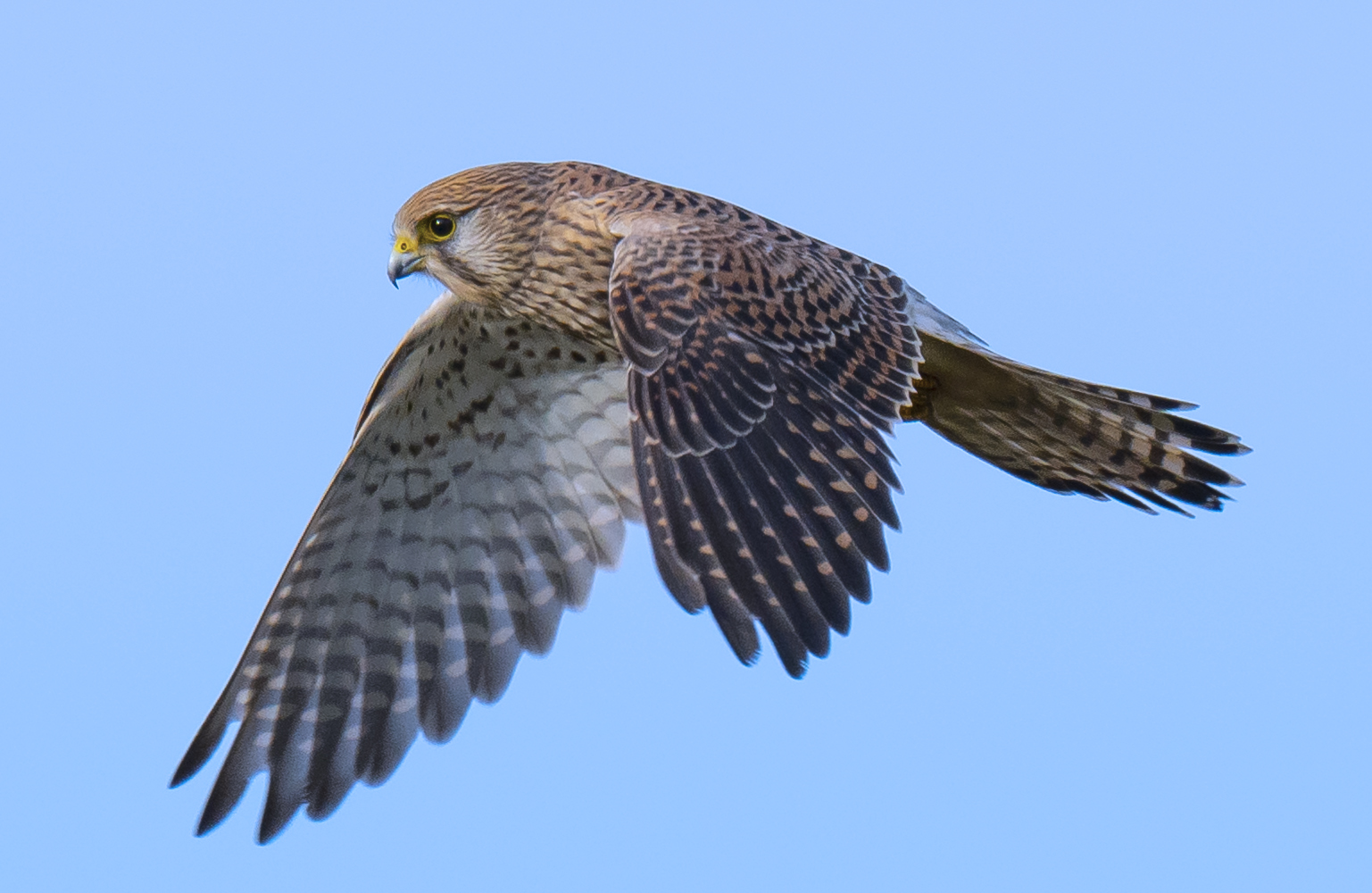 Rüttelflug des Turmfalkenweibchen