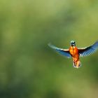 Rüttelflug eines Eisvogel 2