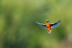 Rüttelflug eines Eisvogel 2