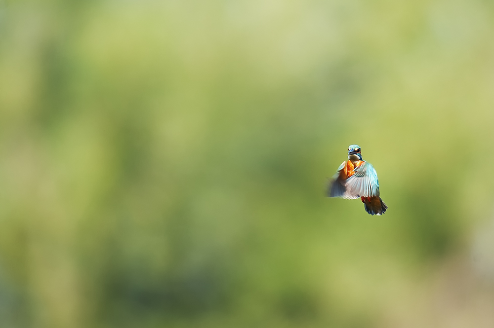 Rüttelflug eines Eisvogel