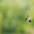 Rüttelflug eines Eisvogel