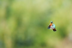 Rüttelflug eines Eisvogel