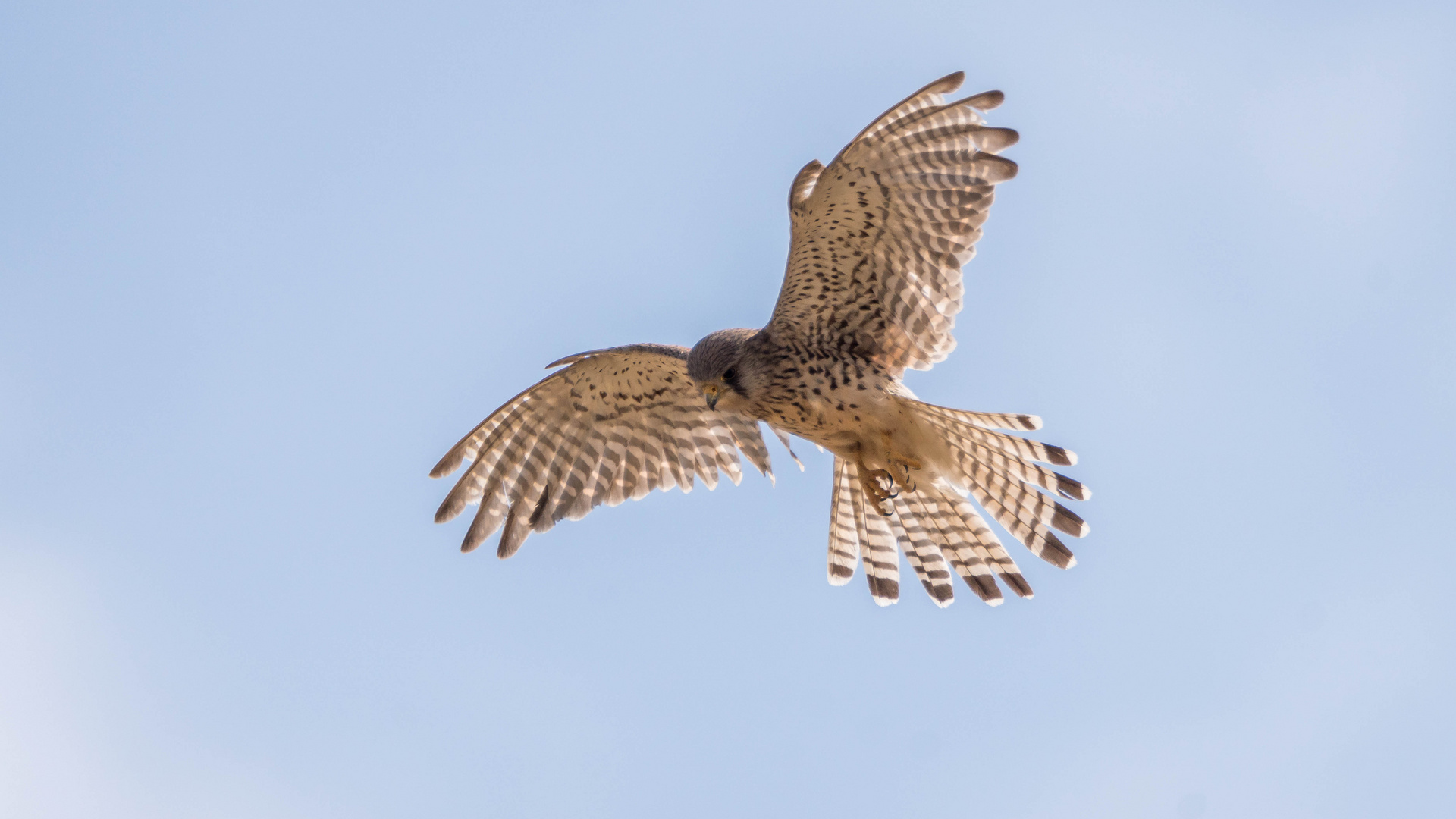 Rüttelflug im Gegenlicht