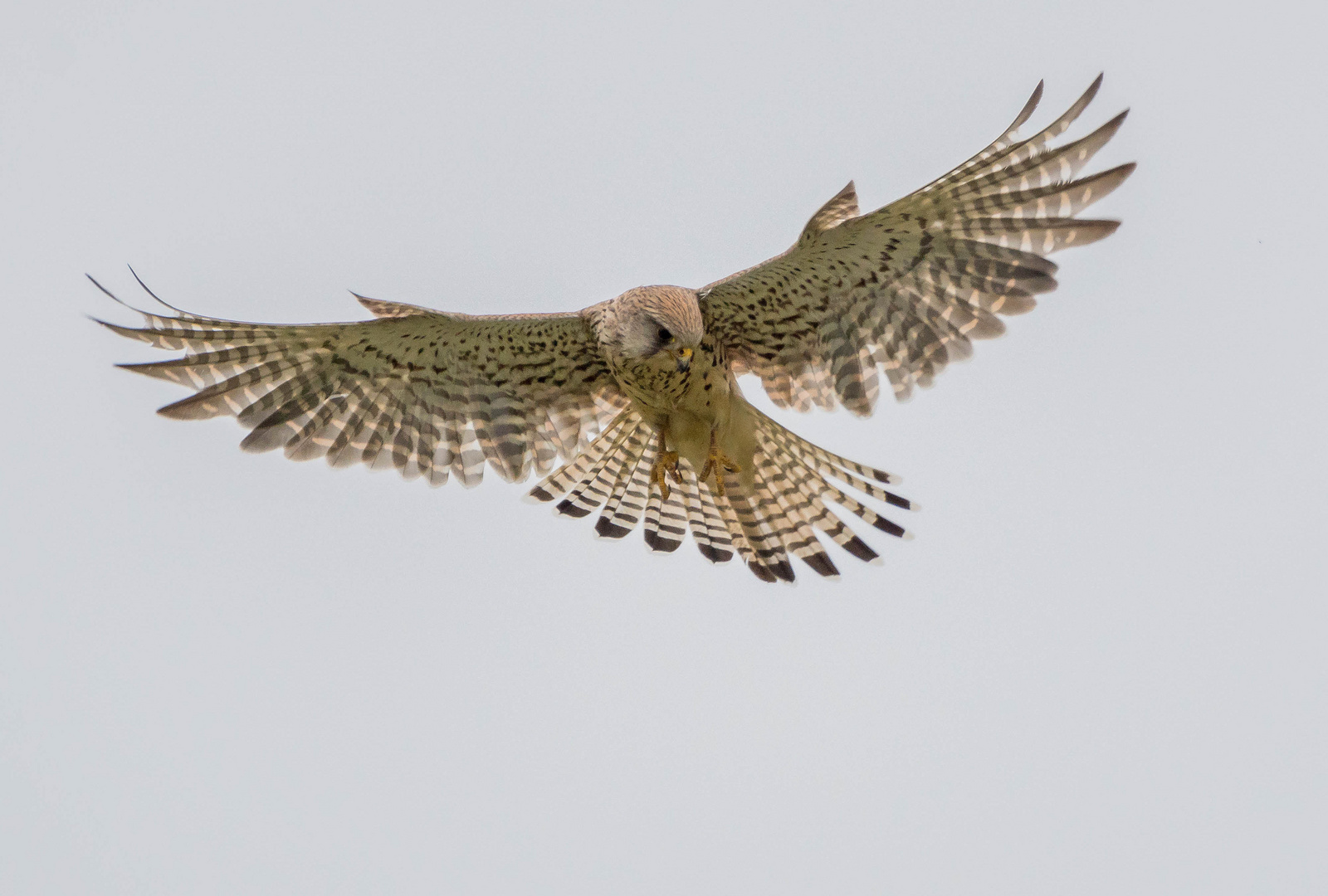 Rüttelflug im Gegenlicht