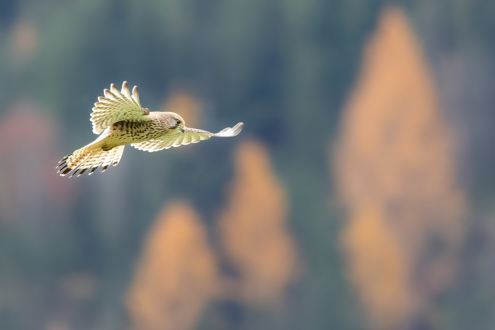 Rüttelflug im Herbst