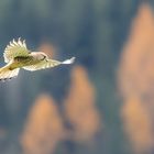 Rüttelflug im Herbst