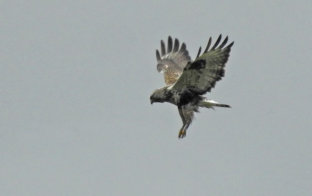 Rüttelflug im Regen